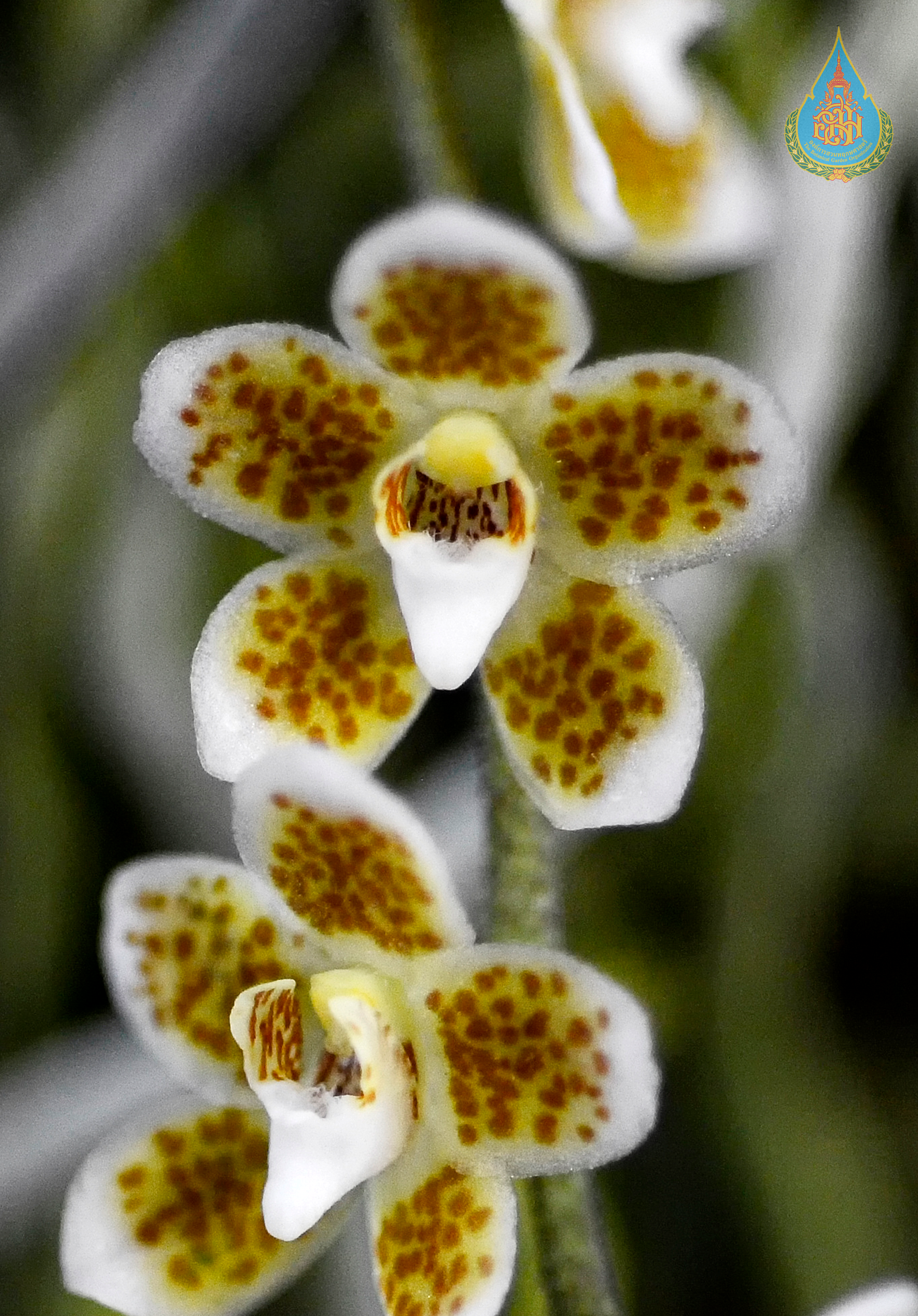 เอื้องพญาไร้ใบดอกลาย Chiloschista extinctoriformis Seidenf.<br/>ORCHIDACEAE